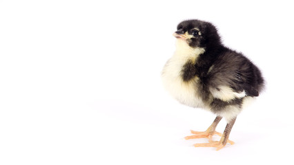 Baby Chick Newborn Farm Chicken Standing White Australorp