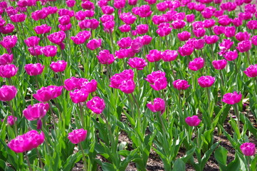 Obraz premium Pinkfarbene Tulpen 3