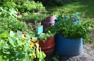 Obraz premium herb garden