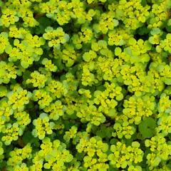 green flowers tileable background