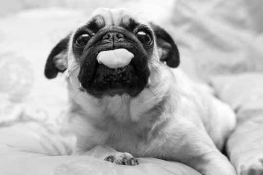 mops dog, funny portrait, black and white