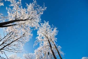 Trees in snow and blue sky