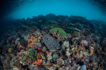 Fototapeta premium Coral Reef Diversity 4
