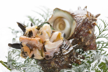 サザエのお造り