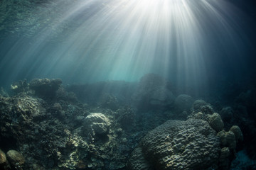 Fototapeta na wymiar Coral Reef i Sunlight 6