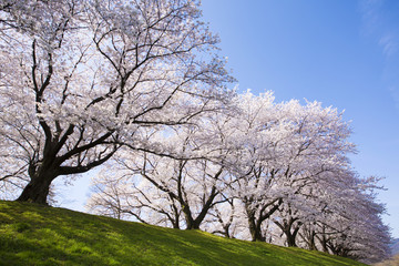 Obraz premium 京都府八幡市の桜並木