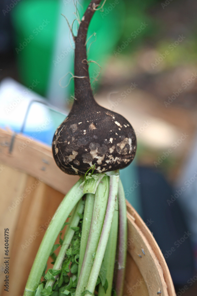 Sticker black radish