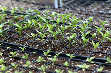 pepper seedlings