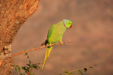 Indian Rose-ringed Parakeet sitting on a tree, Pushkar, Rajastha