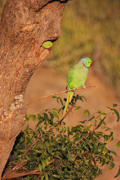 Indian Rose-ringed Parakeet sitting on a tree, Pushkar, Rajastha