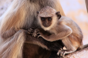 Baby Gray langur sitting with mother, Pushkar, India
