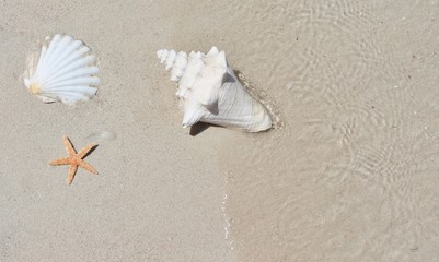 Fototapeta na wymiar muszle i rozgwiazdy na plaży