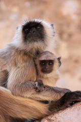 Gray langur with a baby sitting at the temple, Pushkar, India