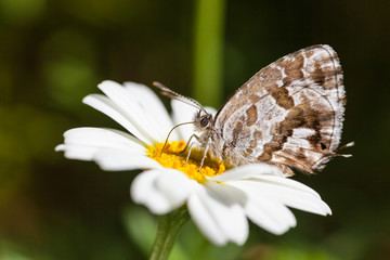 Cacyreus marshalli feeding