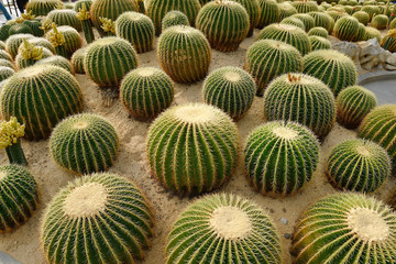 view of a cactus