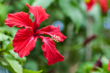 Hibiscus