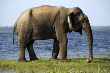 Fototapeta na wymiar Młody słoń w parku narodowym