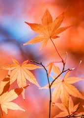 Red Maple leaves in autumn