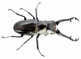 Dynastinae Insect warriors fight