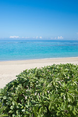 沖縄のビーチ（大宜味村）
