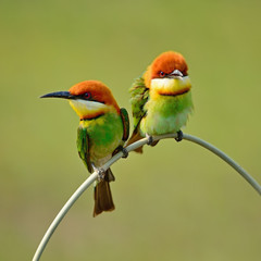 Chestnut-headed Bee-eater