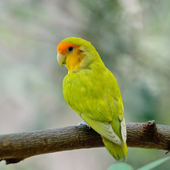 Lovebird