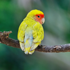 Lovebird