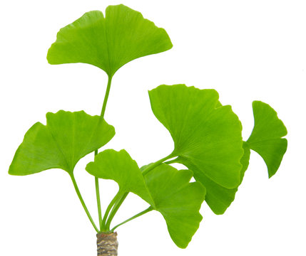 ginkgo biloba