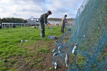 Taking herrings out of the net.