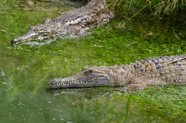 イリエワニの子供