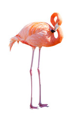 Full Length of Flamingo. Isolated over white