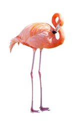 Photo sur Plexiglas Flamant Toute la longueur de Flamingo. Isolé sur blanc