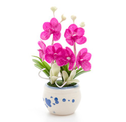 Orchid