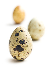 Obraz premium Quail eggs