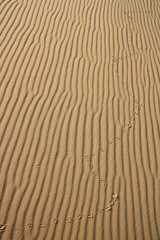 Bird footprints on the surface of the desert