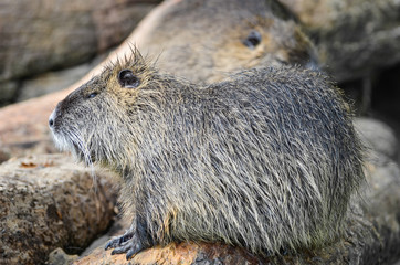 Beaver - Castor