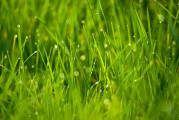 Fresh green grass as spring season background