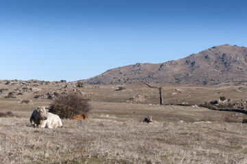 Cows lying in the field
