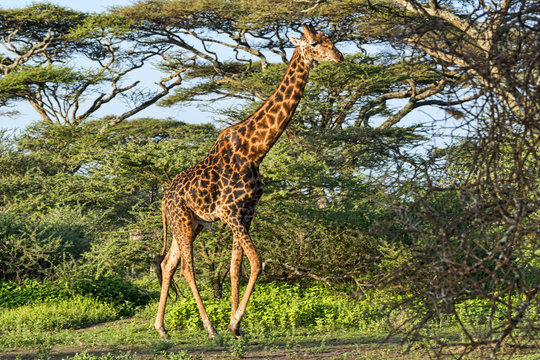 Tansania-Giraffe-17191