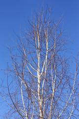 Fototapeta na wymiar White birch
