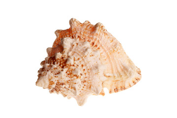 Sea shell