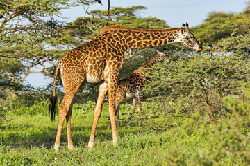 Naklejka na ściany i meble Tansania-Giraffe-17182
