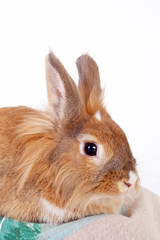 Little rabbit