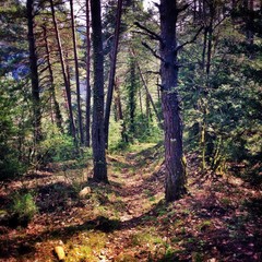 camino entre los arboles del bosque
