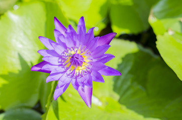 violet lotus,close-up shot.