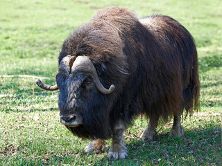 Muskox (Ovibos moschatus)