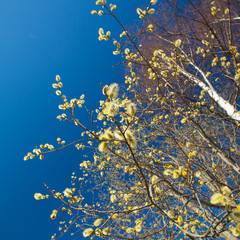catkins and blue sky