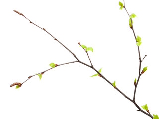 siver birch young leaves isolated