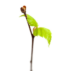 siver birch young leaves isolated