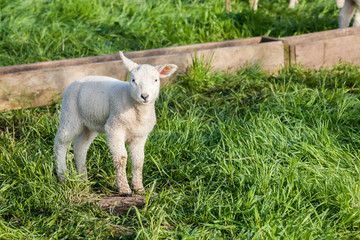 lamb